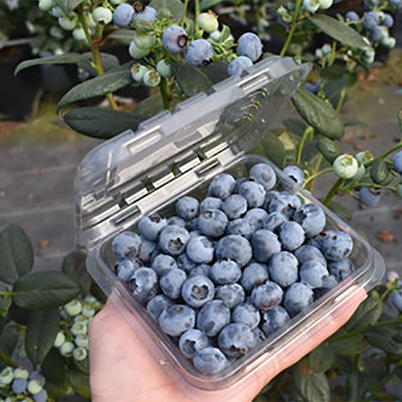 Blueberry Plastic Clamshell Packing Box