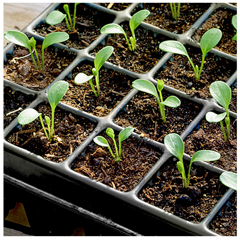 Blister Plastic Plant Nursery Seed Tray