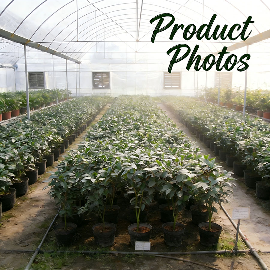 Wholesale Plant Pot & Blister Tray Sets